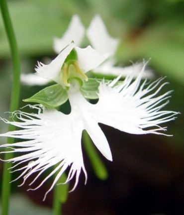White Egret Orchid