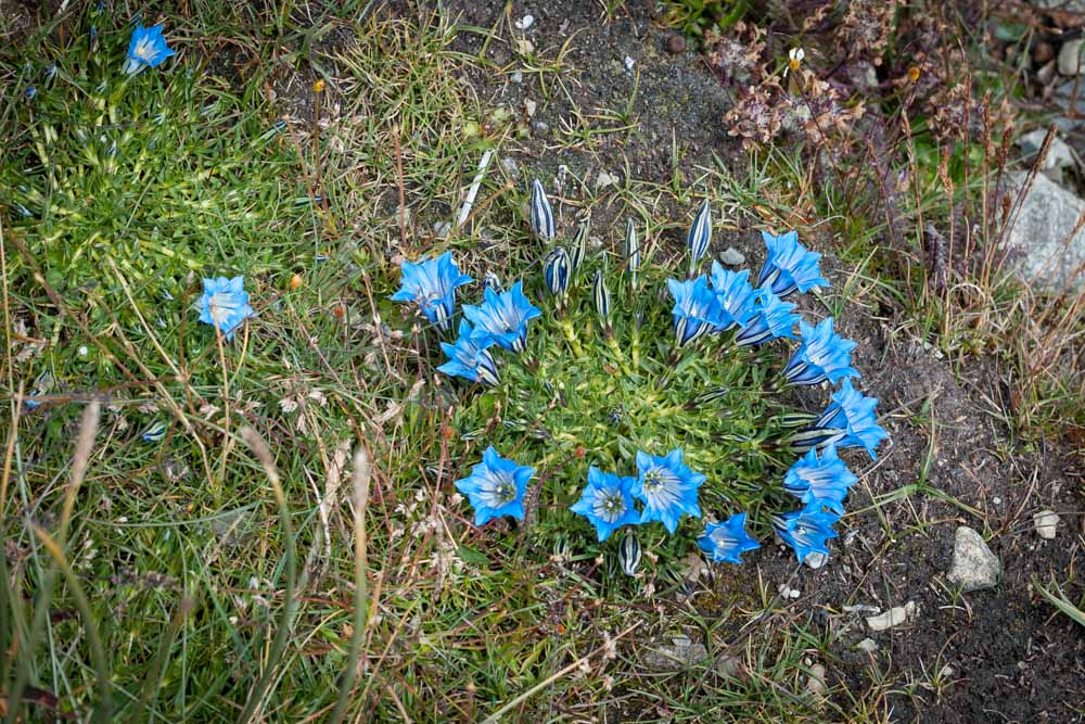 Blue flowers in Sikkim