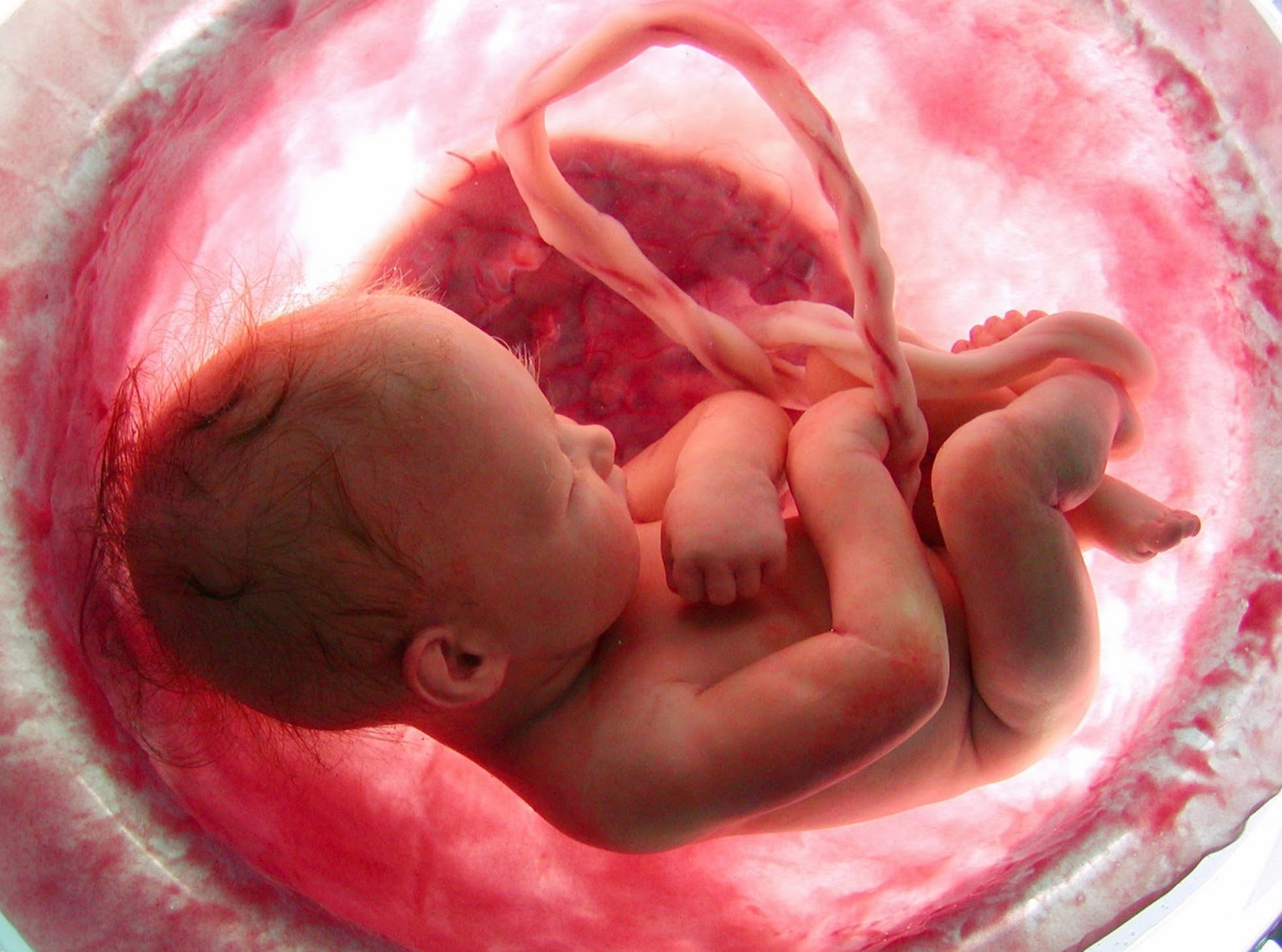 When Is A Baby In The Womb Fully Developed?
