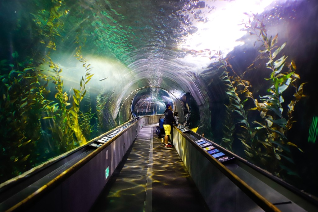 Aquarium of the Bay in San Francisco