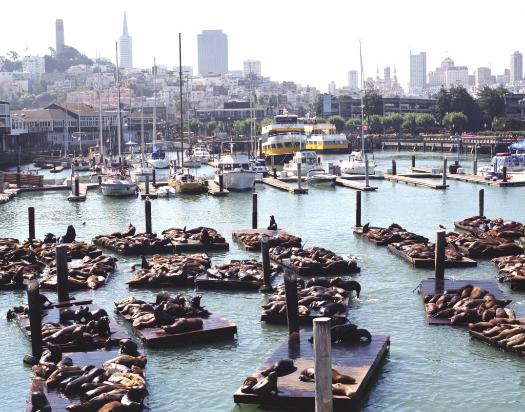 Sea lions at Fisherman's Wharf